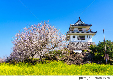竹崎城址展望台　菜の花と桜　【佐賀県藤津郡太良町】 76801570