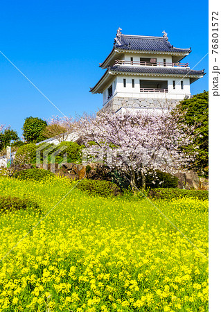 竹崎城址展望台　菜の花と桜　【佐賀県藤津郡太良町】 76801572
