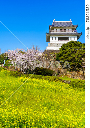 竹崎城址展望台　菜の花と桜　【佐賀県藤津郡太良町】 76801589