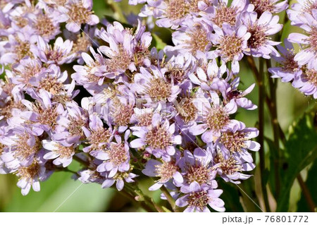 調布市深大寺元町の植物園に咲く淡い紫色のシオンの花 調布市深大寺元町の植物園に咲く淡い紫色のシオンの花 76801772