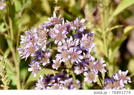 調布市深大寺元町の植物園に咲く淡い紫色のシオンの花 76801779