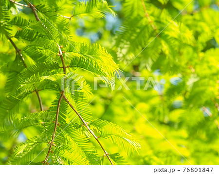 メタセコイアの新緑 76801847