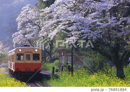 小湊鐵道　桜咲く上総大久保駅 76801884