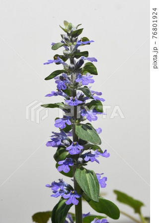 アジュガ（キランソウ・セイヨウジュウニヒトエ）の花 76801924