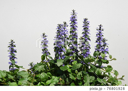 アジュガ（キランソウ・セイヨウジュウニヒトエ）の花 76801928