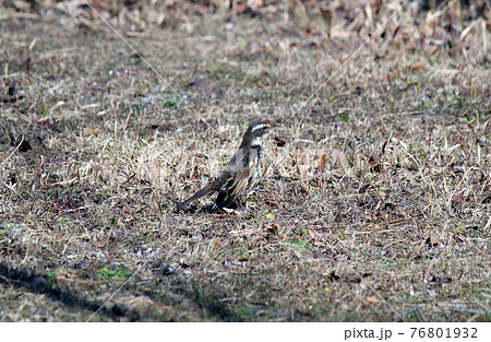 野原によくいる代表的な冬鳥のツグミ 76801932