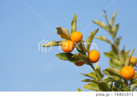 青空背景のキンカン 青空背景のキンカン 76801971