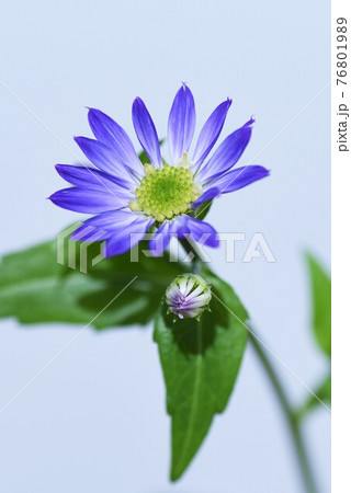 ミヤコワスレの花・白バック 76801989