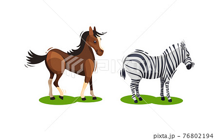 Horse and Zebra with Crest Grazing on Green Field Vector Set 76802194