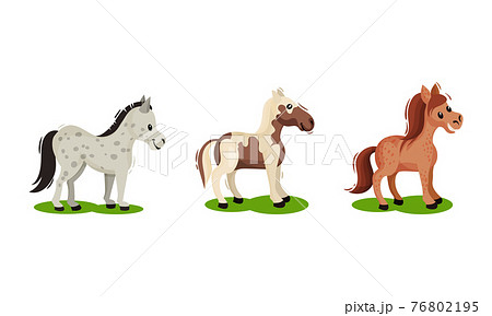Horse with Crest Grazing on Green Field Vector Set 76802195
