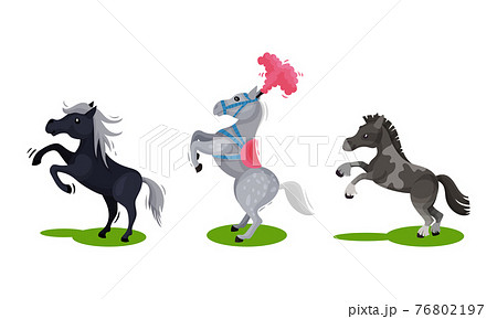 Horse with Crest Standing on Hind Legs Vector Set. 76802197