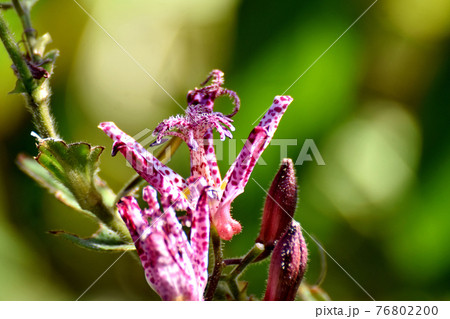 三鷹中原に咲く赤紫色のホトトギスの花 76802200