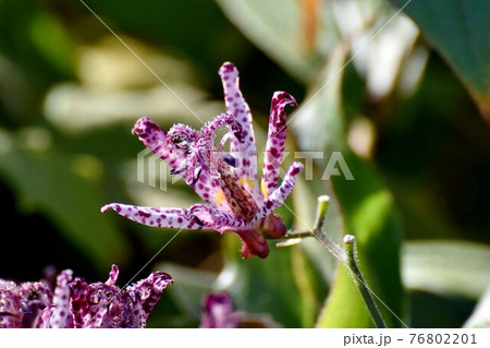三鷹中原に咲く赤紫色のホトトギスの花 76802201