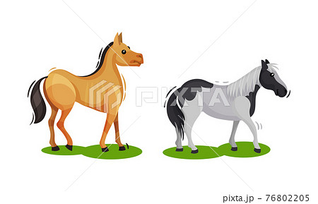 Horse with Crest Grazing on Green Field Vector Set Horse with Crest Grazing on Green Field Vector Set 76802205