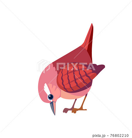 Wren bird. Cartoon flat beautiful character of ornithology, vector illustration isolated on white background. Tiny European House Wren songbird 76802210