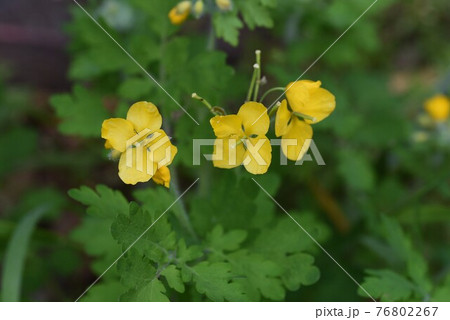 クサノオウ・瘡（くさ）の王、草の王、草の黄・有毒植物だが皮膚疾患に有効な薬草。 76802267