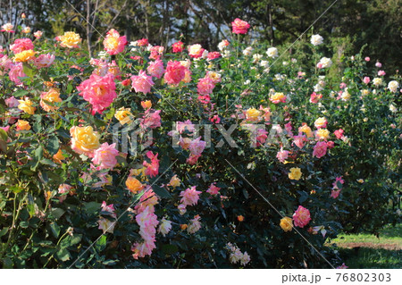 花の女王 花の女王 76802303
