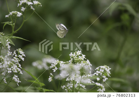 昆虫 蝶 花 76802313