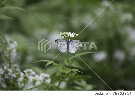 昆虫 蝶 花 76802314