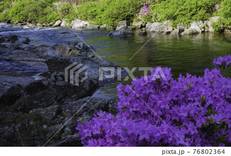 川 河 花 76802364
