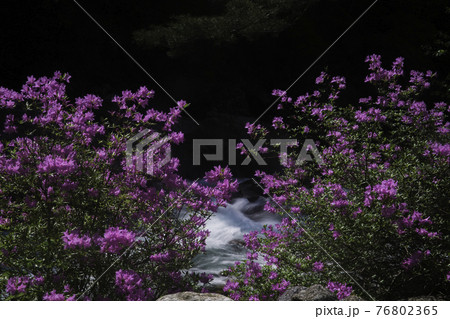 川 河 花 76802365