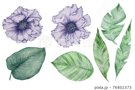 Floral element watercolor collection Floral element watercolor collection 76802373