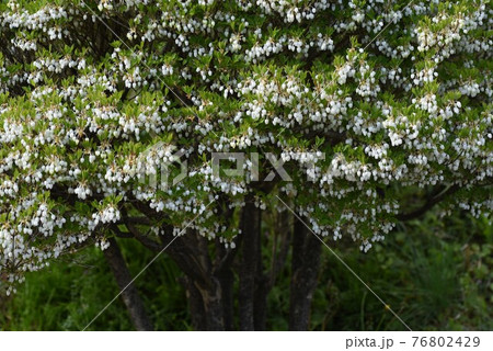 ドウダンツツジの花 ドウダンツツジの花 76802429