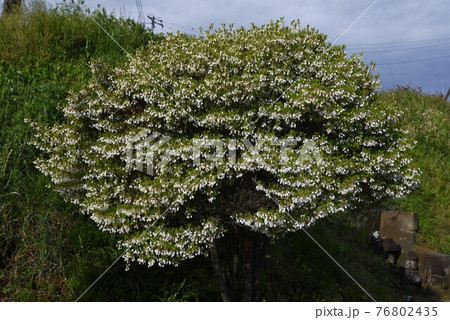 ドウダンツツジの花 ドウダンツツジの花 76802435