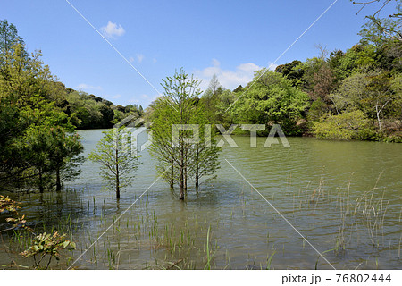 山口県山陽小野田市高畑にある江汐公園内の江汐湖の美しい風景 76802444