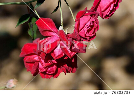 調布市深大寺元町の植物園に咲く赤いバラ(原種交雑種センパフローレンス)の花 76802783