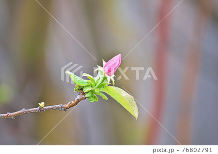 ピンクのカリンの花 ピンクのカリンの花 76802791
