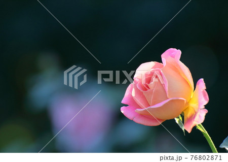 花の女王 76802871