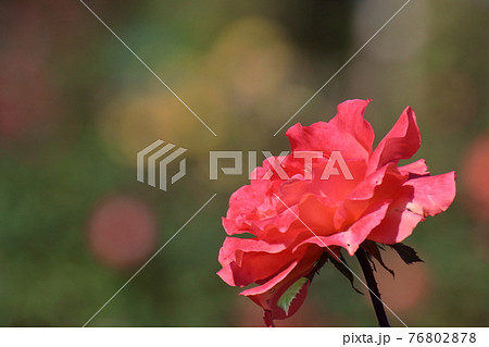 花の女王 76802878