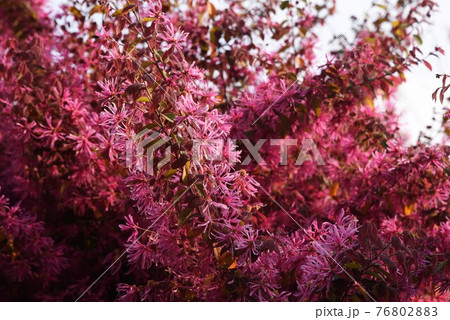 ベニバナトキワマンサク 76802883