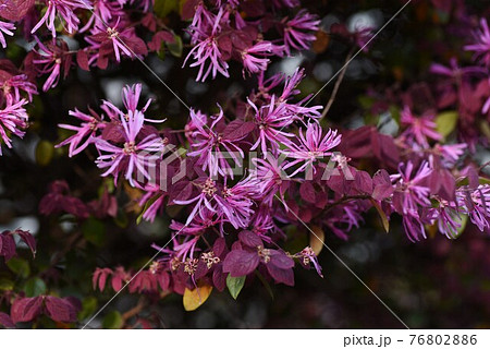 ベニバナトキワマンサク ベニバナトキワマンサク 76802886