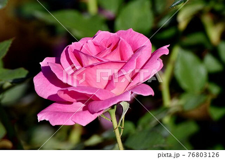 調布市深大寺元町の植物園に咲くピンクのバラ(モダンローズ フロリック)の花 調布市深大寺元町の植物園に咲くピンクのバラ(モダンローズ フロリック)の花 76803126