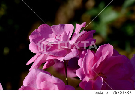 調布市深大寺元町の植物園に咲くピンクのバラ(モダンローズ フロリック)の花 76803332