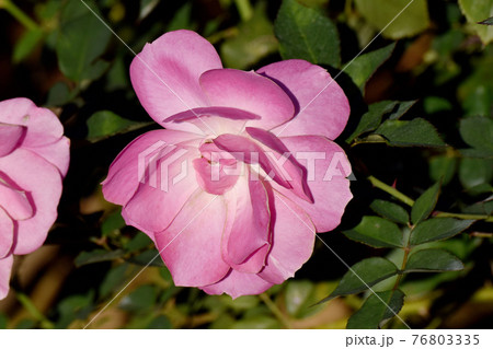 調布市深大寺元町の植物園に咲くピンクのバラ(モダンローズ フロリック)の花 76803335