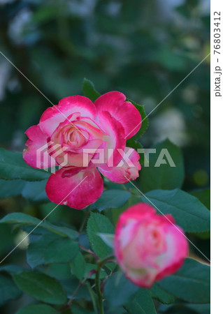 花の女王 76803412