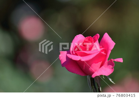 花の女王の写真素材