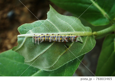 Close up of Leaf eating worm climb on green leave Close up of Leaf eating worm climb on green leave 76803465