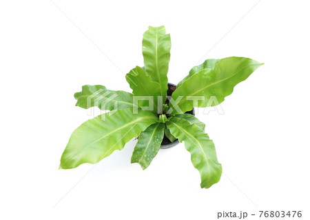 Bird's nest fern isolated on white background 76803476