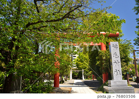 新緑の神社 新緑の神社 76803506