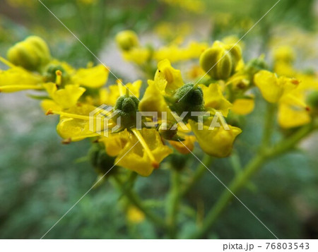 ルー ルー 76803543