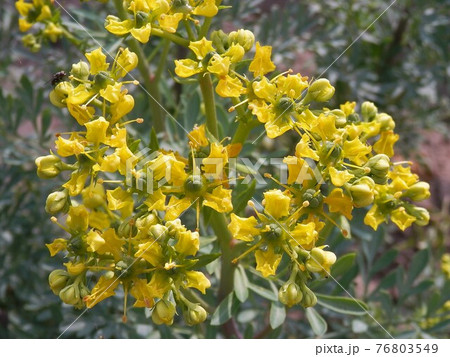 ルー ルー 76803549