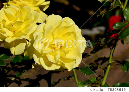 調布市深大寺元町の植物園に咲く黄色のバラ(モダンローズ フリージア)の花 76803616