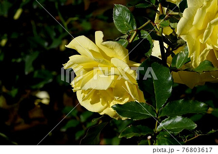 調布市深大寺元町の植物園に咲く黄色のバラ(モダンローズ フリージア)の花 76803617