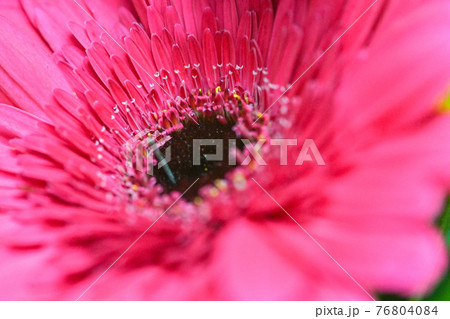 咲いた 咲く ブルーミング 76804084