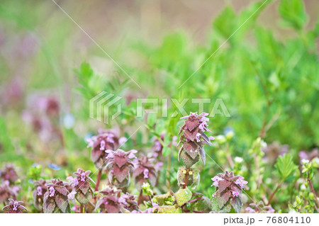 ピンクのヒメオドリコソウの花 ピンクのヒメオドリコソウの花 76804110