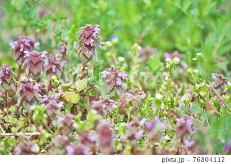 ピンクのヒメオドリコソウの花 ピンクのヒメオドリコソウの花 76804112